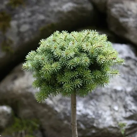 Appartement Alpenecho Neustift im Stubaital