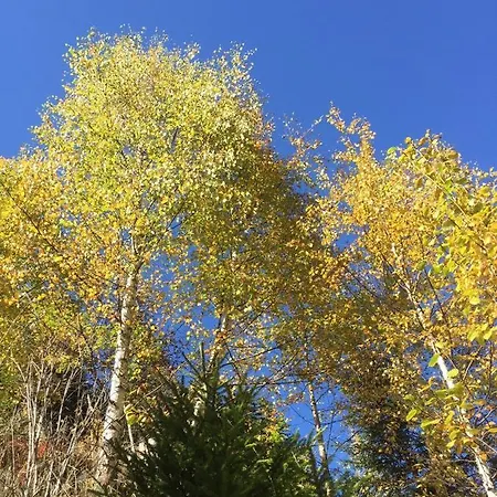 Alpenecho Neustift im Stubaital