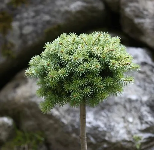 Appartement Alpenecho Neustift im Stubaital